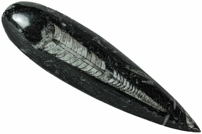Polished Fossil Orthoceras (Cephalopod) - Morocco #216169